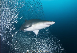 Sand tiger shark, Carcharias taurus off the North Carolin... by Michael Gerken 
